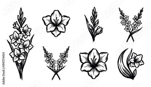 Collection of hand-drawn gladiolus flowers and buds in various arrangements, showcasing elegant botanical illustrations.
