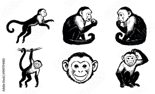 Diverse collection of six hand-drawn monkey illustrations in various poses, including full body and a detailed headshot.