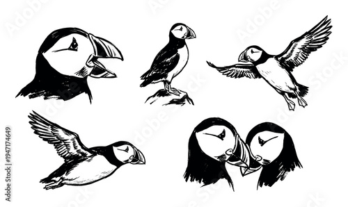 Various black and white hand-drawn illustrations depict puffins in different poses, including flying, standing, and close-up views.