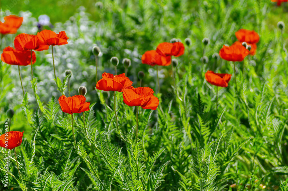 Obraz premium Vibrant red poppies blooming in a sunny garden