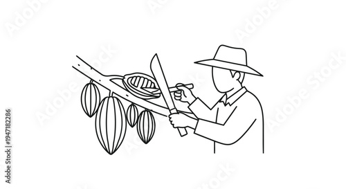 Man harvesting cocoa pods from tree branch with knife, tropical farm setting, line art illustration isolated on white background