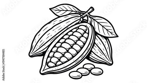 Cacao Pod Illustration – Hand Drawn Cocoa Bean Chocolate Ingredient Vector