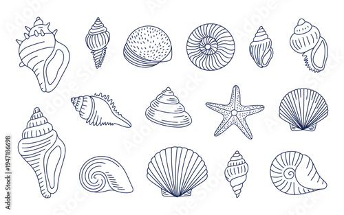 collection of various seashells and a starfish drawn in black lines on a transparent background