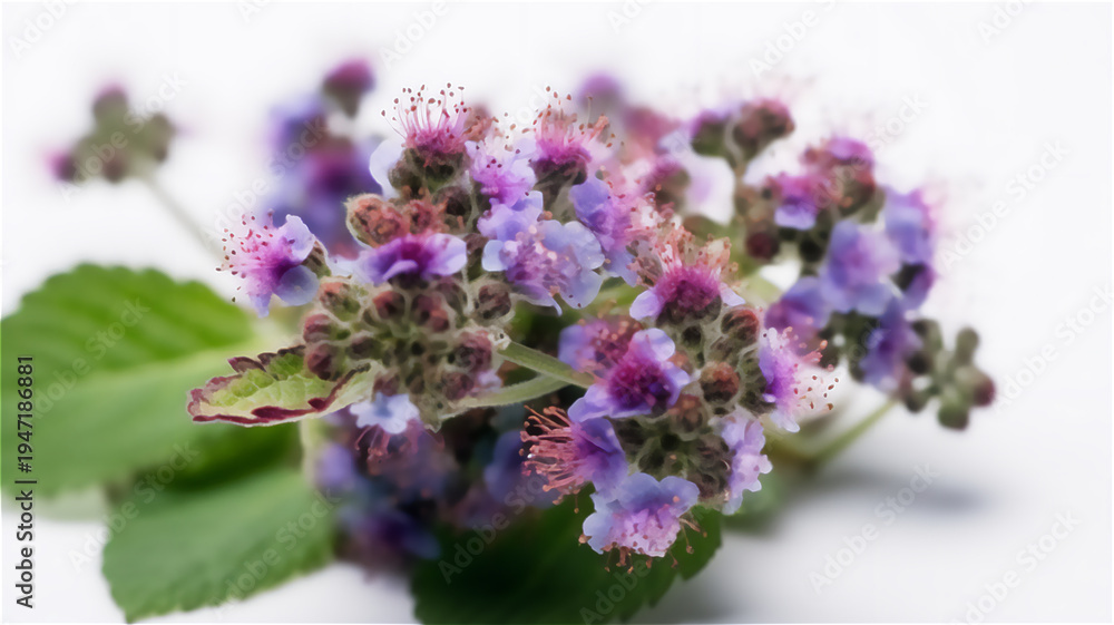 Obraz premium A close-up view of purple flowers with green leaves on a white surface