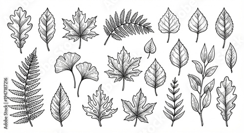 Detailed Hand-Drawn Botanical Leaf Vector Set Engraved Autumn Foliage and Forest Plant Elements Collection