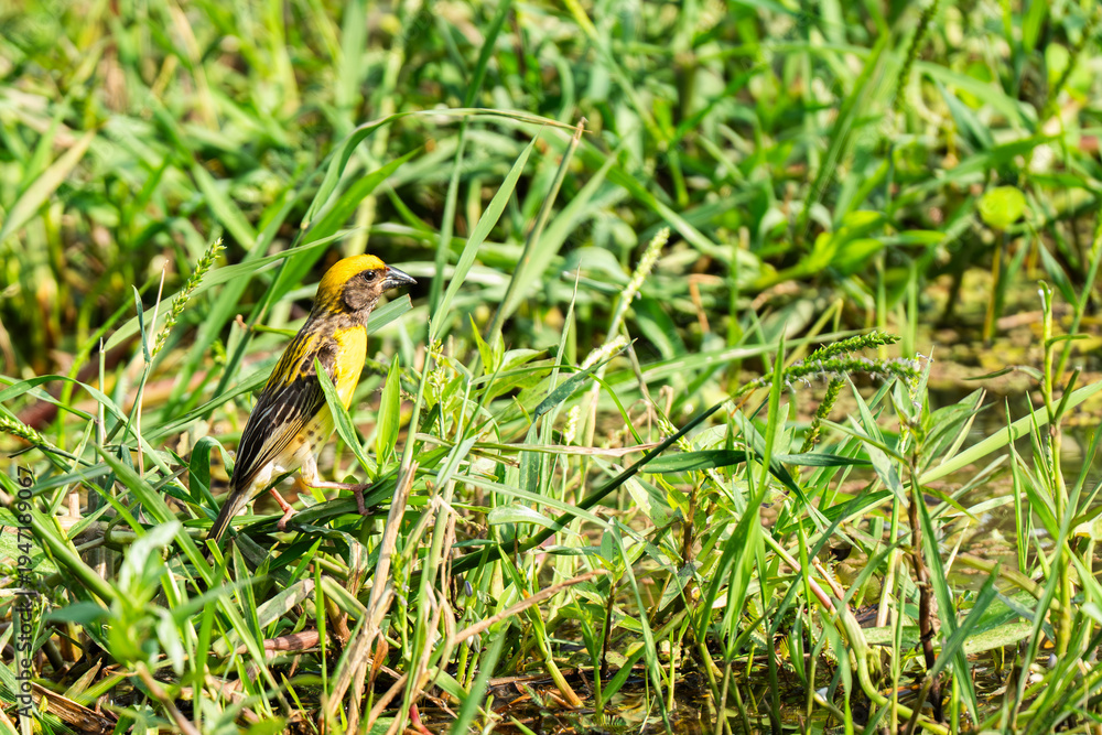 Obraz premium Baya Weaver in its natural habitat