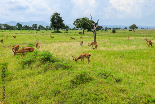 Herd of impalas grazing in Mikumi National Park, Tanzania