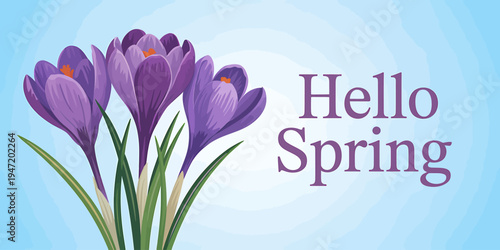 Purple crocus flowers with green leaves on blue background with hello spring text