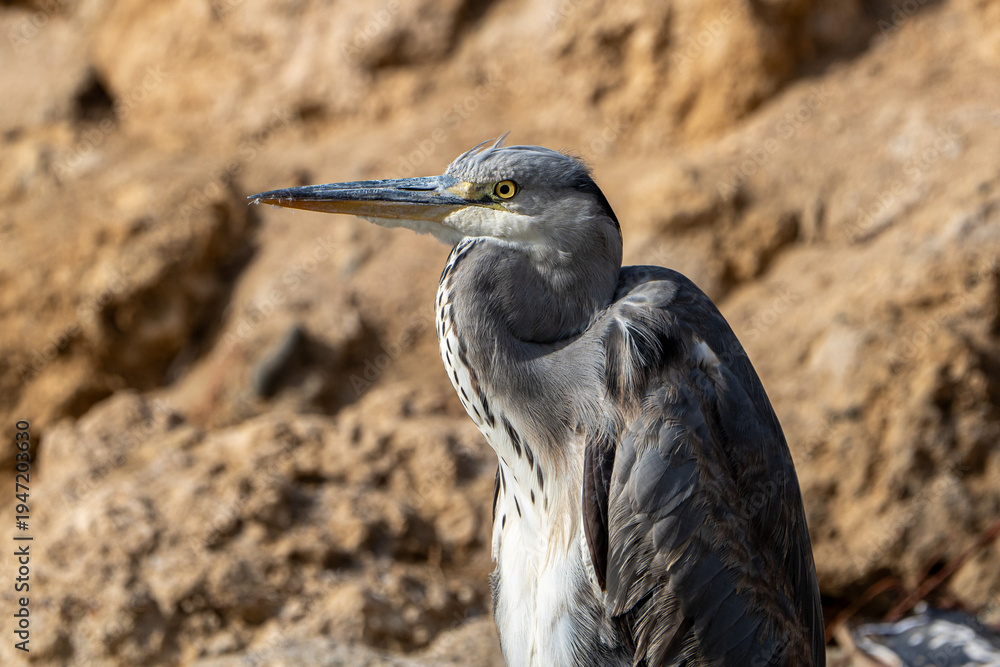 Obraz premium Grey heron.