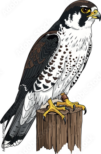 Peregrine Falcon: A majestic peregrine falcon perches atop a weathered wooden post, its keen gaze fixed on an unseen target. With intricate details and vibrant color.