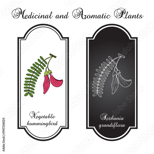 Vegetable hummingbird, or katurai (Sesbania grandiflora), edible and medicinal plant. Hand drawn botanical vector illustration