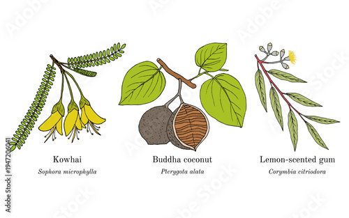 Collection of edible and medicinal plants. Hand drawn botanical vector illustration