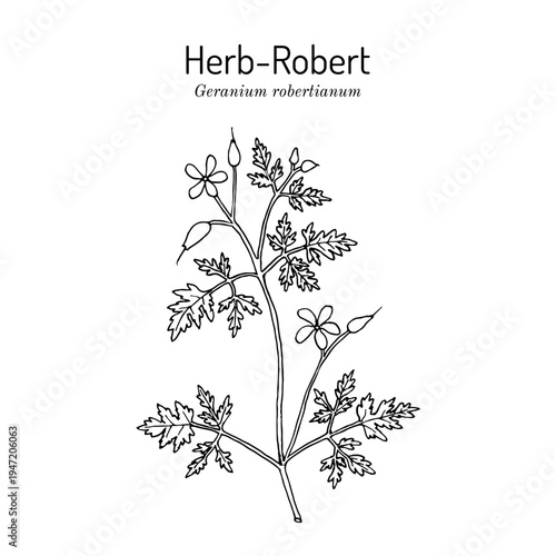Herb-Robert (Geranium robertianum), medicinal plant. Hand drawn botanical vector illustration
