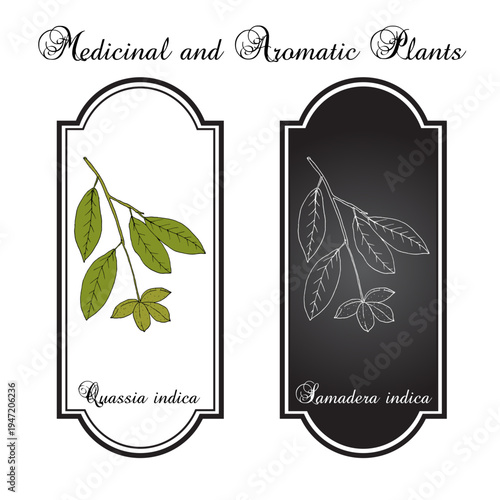 Quassia indica, or Niepa bark tree (Samadera indica), medicinal plant. Hand drawn botanical vector illustration