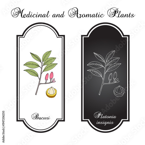 Bacuri, or maniballi (Platonia insignis), edible and medicinal plant. Hand drawn botanical vector illustration