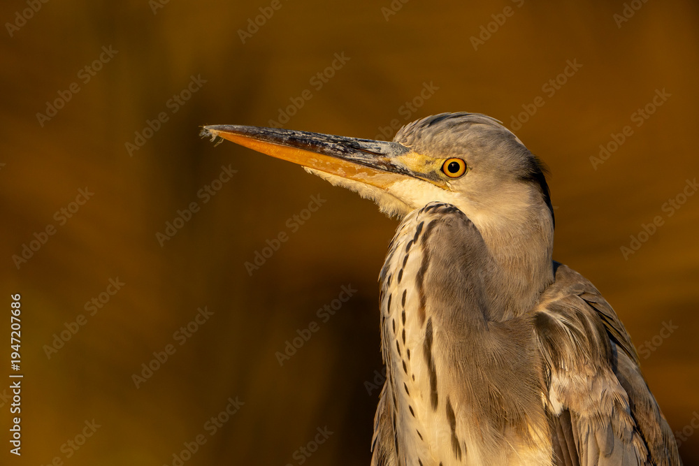 Fototapeta premium Grey heron.