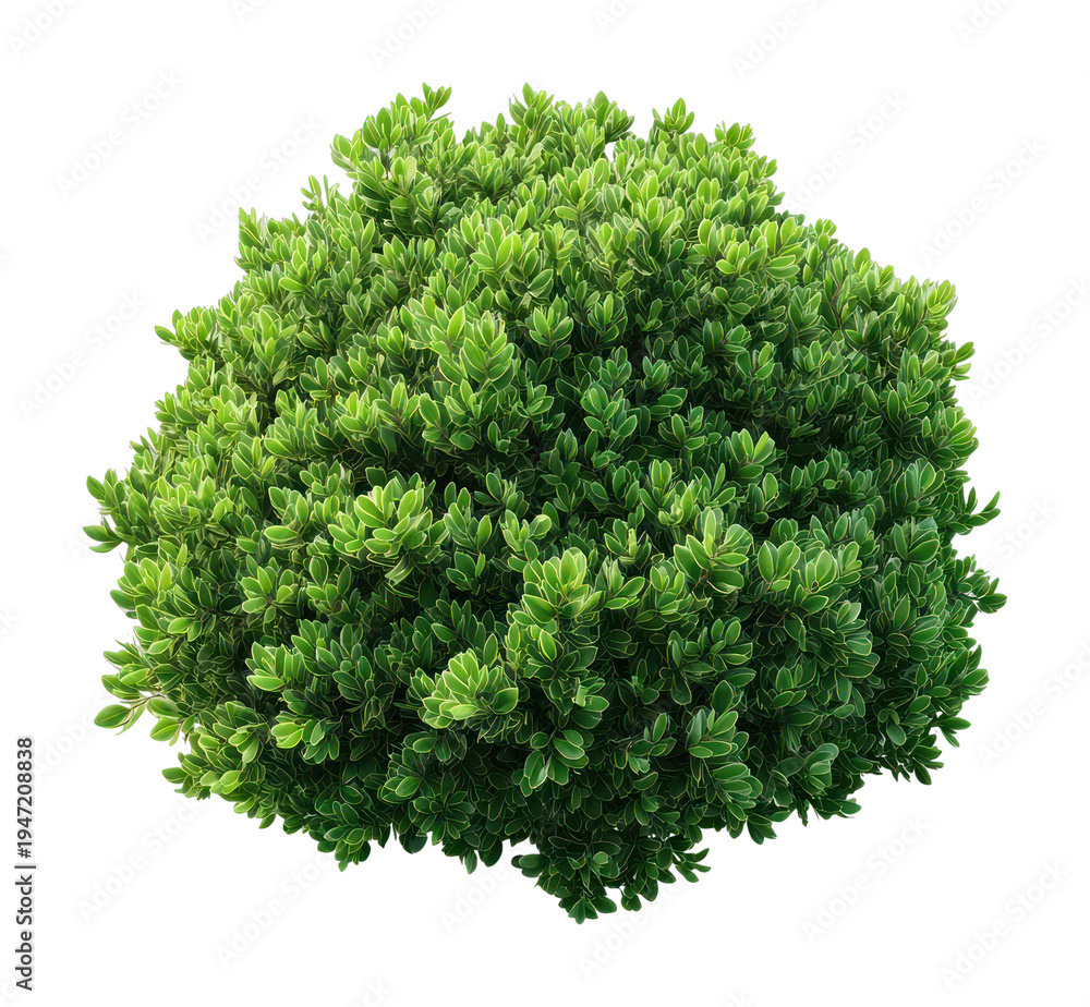 Obraz premium PNG Lush green shrub isolated background.