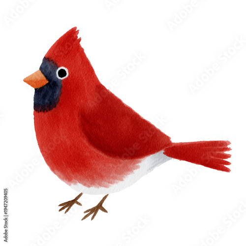 Vibrant cardinal in flight