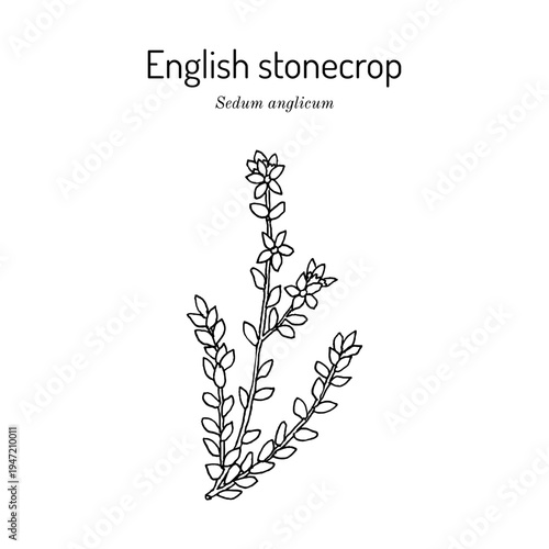 English stonecrop (Sedum anglicum), ornamental plant. Hand drawn botanical vector illustration