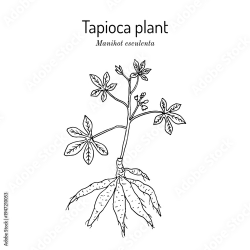 Manioc, or tapioca, or cassava (Manihot esculenta), edible and medicinal plant. Hand drawn botanical vector illustration