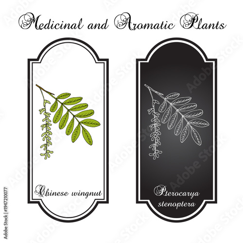 Chinese wingnut (Pterocarya stenoptera), ornamental and medicinal plant. Hand drawn botanical vector illustration