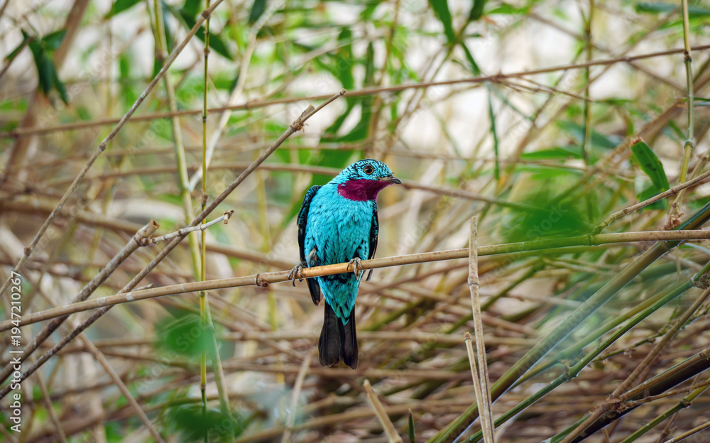 Obraz premium Vivid perch of the Asian Fairy-bluebird