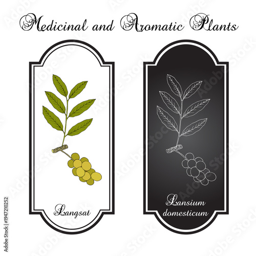 Langsat (Lansium domesticum), edible and medicinal plant. Hand drawn botanical vector illustration