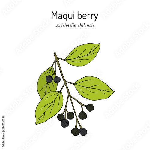 Maqui berry or Chilean wineberry (Aristotelia chilensis), edible and medicinal plant. Hand drawn botanical vector illustration