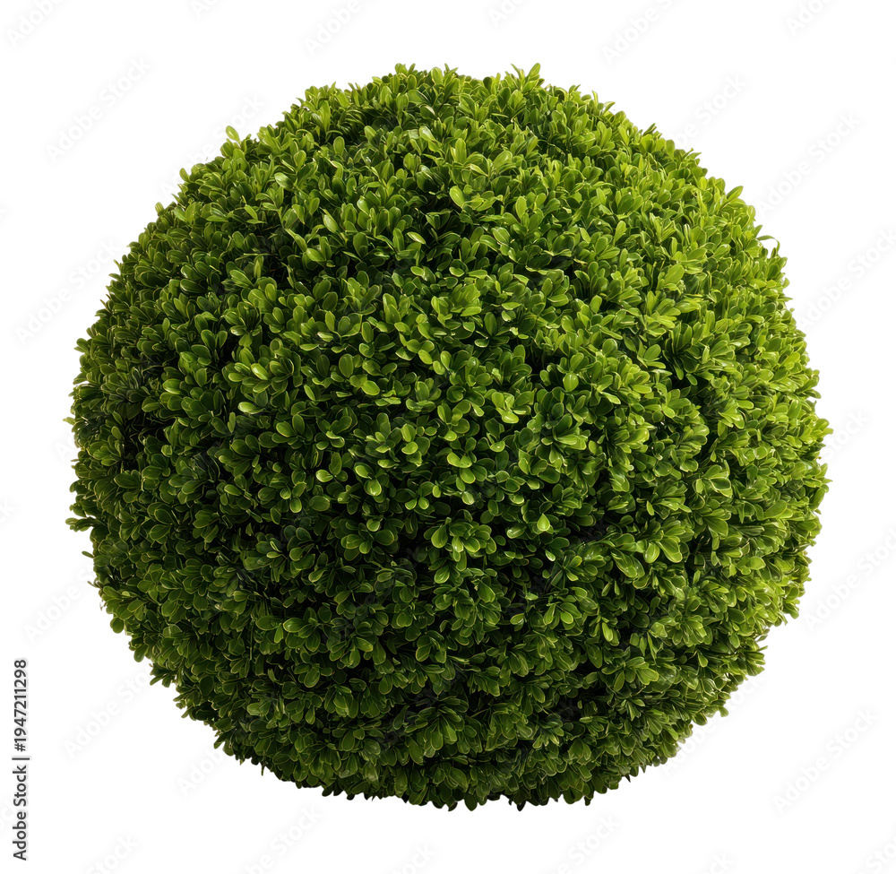 Fototapeta premium PNG Round lush green topiary sphere.