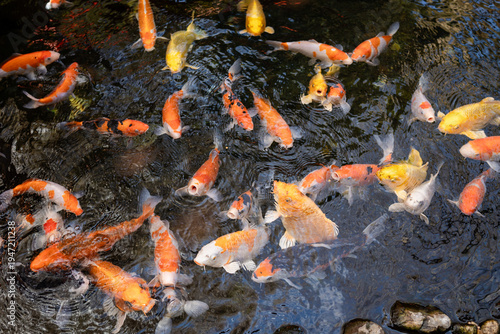 Foto Japanese koi fish swimming in a koi pond