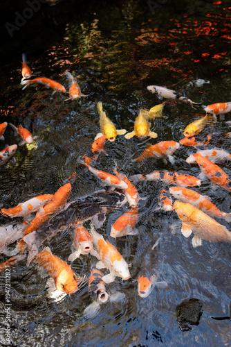 Fotografia Japanese koi fish swimming in a koi pond