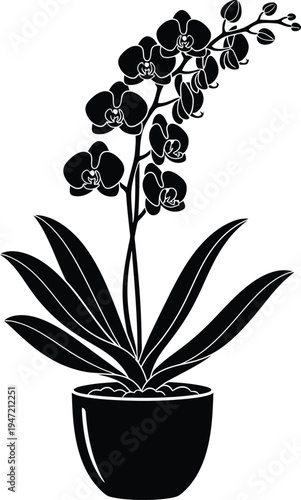 Black and white illustration of an orchid plant in a pot