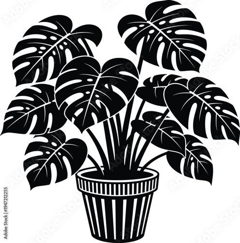 Monstera deliciosa plant in a decorative pot