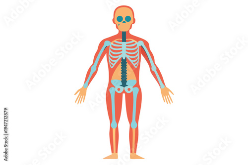 A colorful stylized human body showing the skeletal and circulatory systems