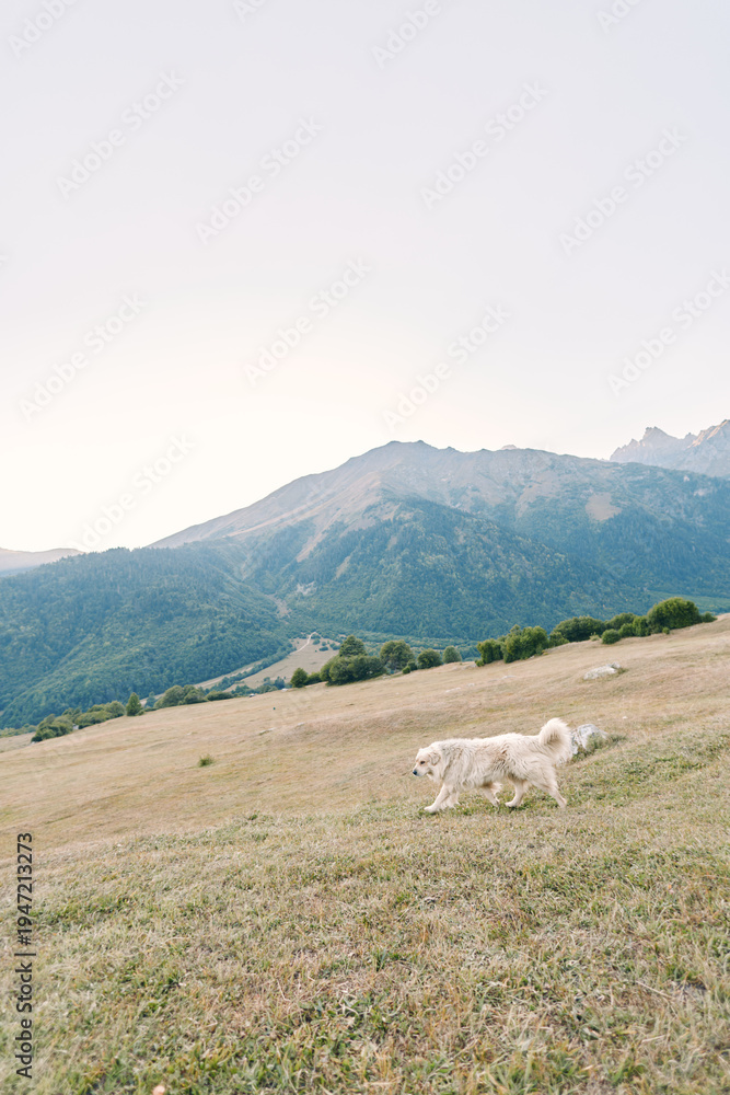 Fototapeta premium Dog walking across a grassy meadow with distant mountains, a peaceful nature scene on a cloudy day, wide open landscape showing rolling hills, grass and soft light