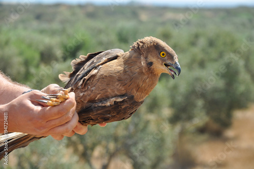 Short-Toed Snake Eagle (Circaetus gallicus) Portrait with Intense Yellow Eyes – Close Up Raptor