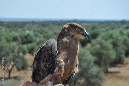 Short-Toed Snake Eagle (Circaetus gallicus) Portrait with Intense Yellow Eyes – Close Up Raptor