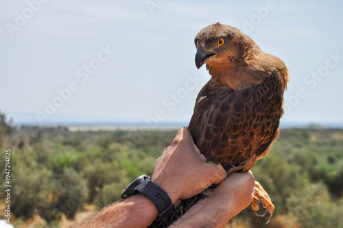 Short-Toed Snake Eagle (Circaetus gallicus) Portrait with Intense Yellow Eyes – Close Up Raptor