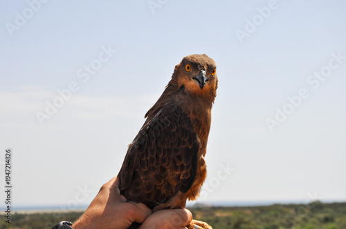 Short-Toed Snake Eagle (Circaetus gallicus) Portrait with Intense Yellow Eyes – Close Up Raptor