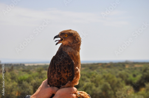 Short-Toed Snake Eagle (Circaetus gallicus) Portrait with Intense Yellow Eyes – Close Up Raptor