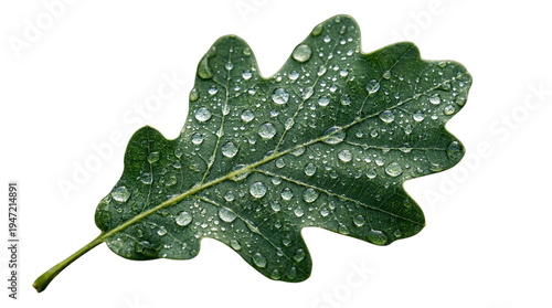 Foto Close-up of a wet green oak leaf with numerous transparent water droplets reflec
