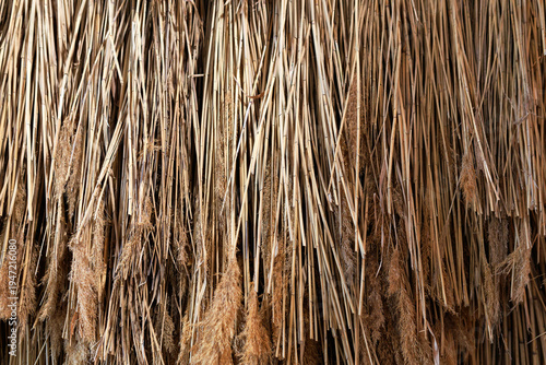 Wallpaper Mural Natural dry reed texture background. Closeup of bundled reed stems with fluffy tops, traditional eco material used for thatched roofs, natural decor. countryside aesthetic and rustic design concept. Torontodigital.ca