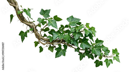 Cuadro en lienzo Lush green ivy vine with vibrant leaves, gracefully trailing
