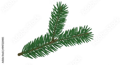 Single green pine branch with needles isolated on a white background representing forest nature and evergreen trees.