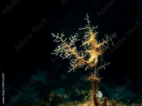 Plumose hydroid colony (Hydrozoa) underwater macro on Mediterranean rocky reef