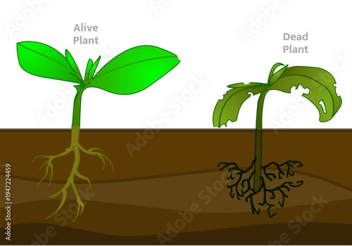 Alive, read plants anatomy. rotting of leaves, stem and root. opposites words. Illustration vector