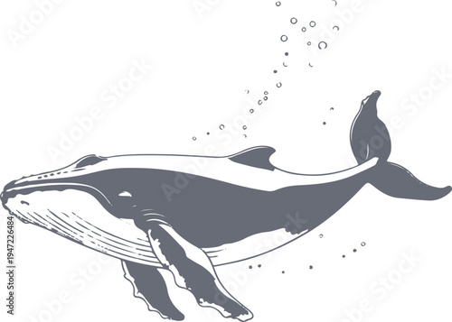 graceful humpback whale swimming underwater with small bubbles, clean minimal vector illustration, smooth line art, adobe illustrator style, isolated on white background