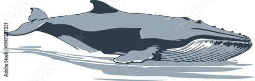  large whale swimming slowly in ocean water, minimal vector illustration, smooth contour lines, white background 2