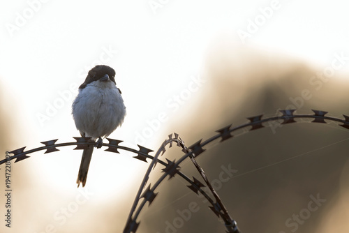 A Northern Fiscal (Lanius humeralis) perched at dusk backlit on barbwire.
