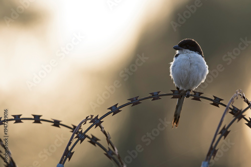 A Northern Fiscal (Lanius humeralis) perched at dusk backlit on barbwire.